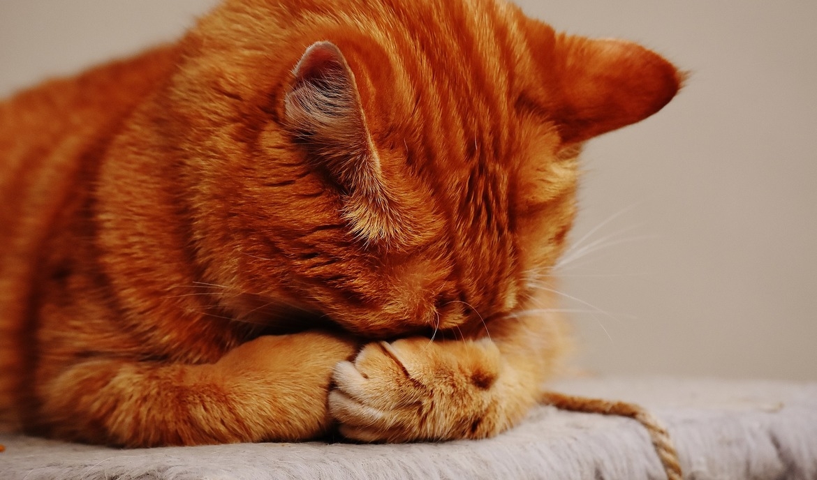 Hat jeder Katzenbesitzer Toxoplasmose?